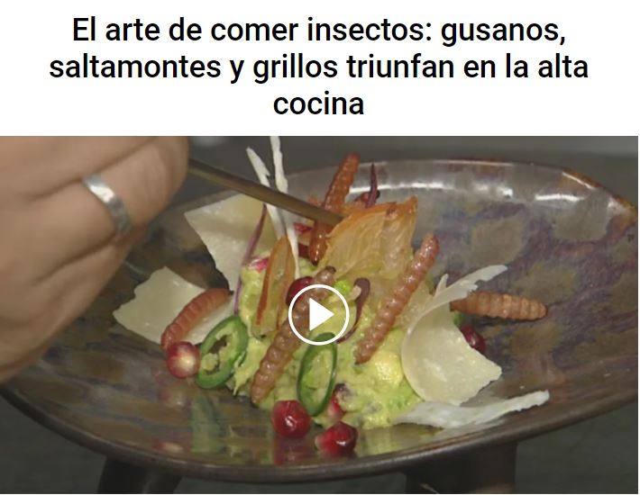 comer insectos en alta cocina